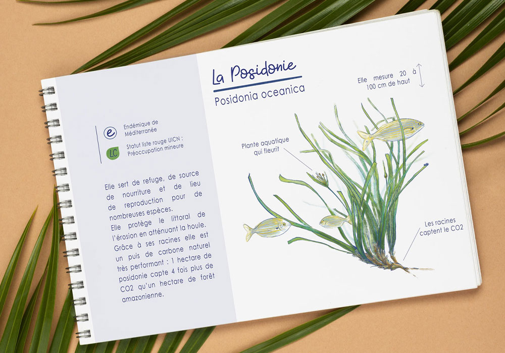 Illustration de posidonie dans le carnet de plongée